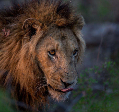 07Pravir Patel Lion01 121015 07Pravir Patel Lion01 121015