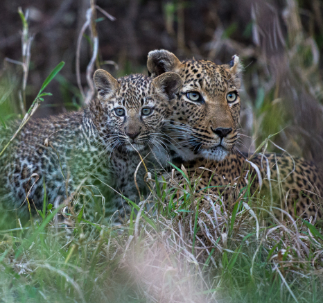Warthog Wallow And Cub 7 Warthog Wallow And Cub 7