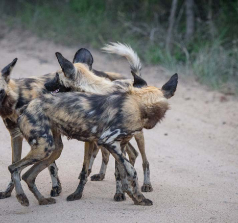 Mike Palmer Wild Dogs Main 3 Mike Palmer Wild Dogs Main 3