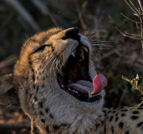04Sheldon Hooper Male Cheeta 3 04Sheldon Hooper Male Cheeta 3