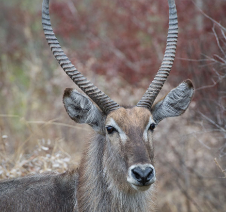 Waterbuck Waterbuck
