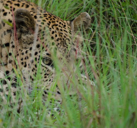Maxabeni Male 2 Maxabeni Male 2