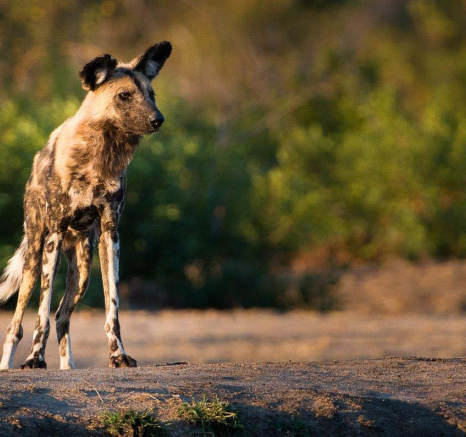04Terry Ennever Wild Dog 3 9 16 04Terry Ennever Wild Dog 3 9 16