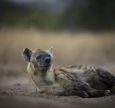 Hyena 3 Hyena 3