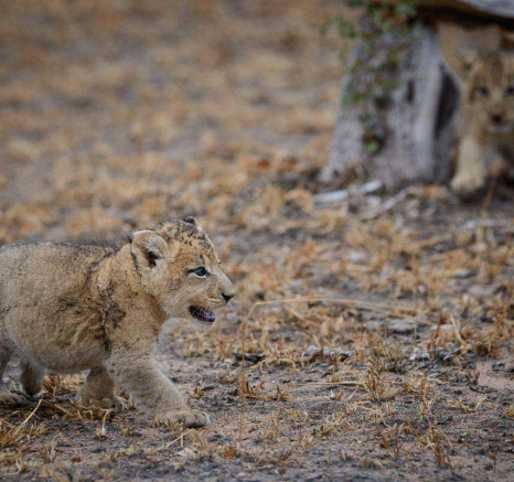 04Mike Palmer Floppy Ear Cubs 260716 4 04Mike Palmer Floppy Ear Cubs 260716 4