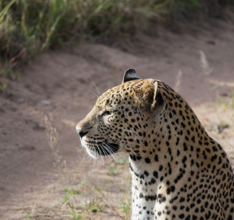 Maxabeni Male 3 Maxabeni Male 3