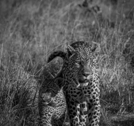 Nottins Cub 6 Nottins Cub 6
