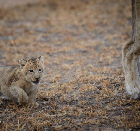 03Mike Palmer Floppy Ear Cubs 260716 3 03Mike Palmer Floppy Ear Cubs 260716 3
