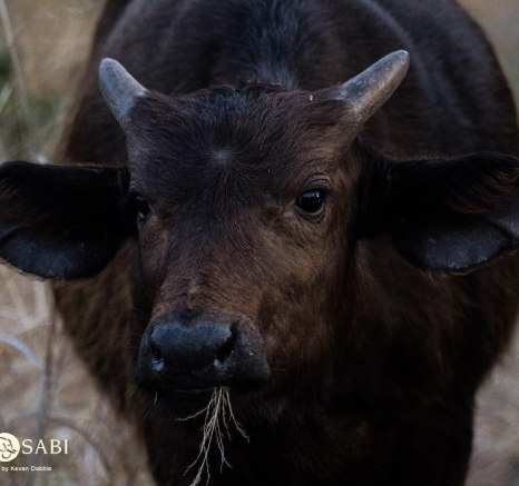 04Kevan Dobbie Buffalo Calf 2707 Final 04Kevan Dobbie Buffalo Calf 2707 Final