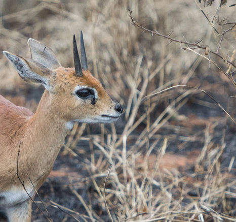 Steenbok Close Up Steenbok Close Up