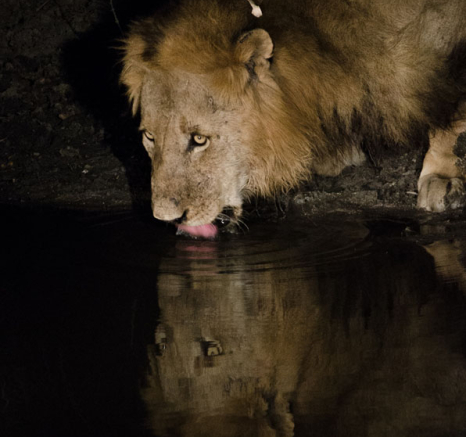 SRM Drinking Steve SRM Drinking Steve