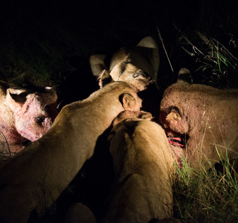 Southern Pride 7 Southern Pride 7