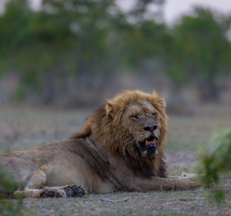 06Pravir Patel Lion06 101015 06Pravir Patel Lion06 101015