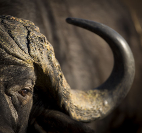 Buffalo Buffalo