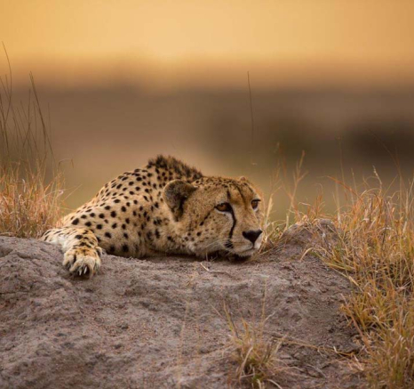 07Blog Cheetah Male 1 07Blog Cheetah Male 1