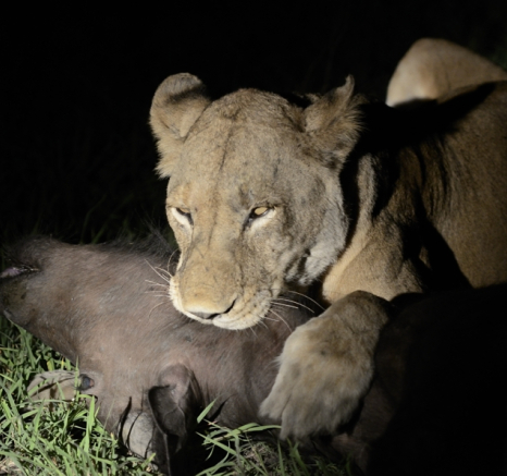 Southern Pride Kill Buffalo 4 Southern Pride Kill Buffalo 4