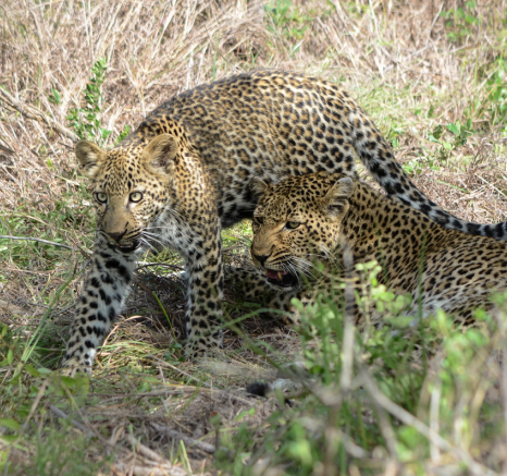 Warthog Wallow And CUb Warthog Wallow And CUb