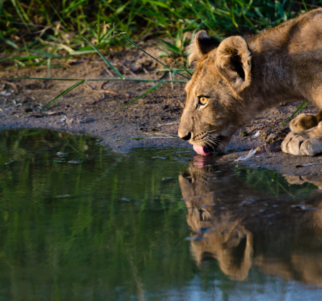 Southern Pride 6 Southern Pride 6