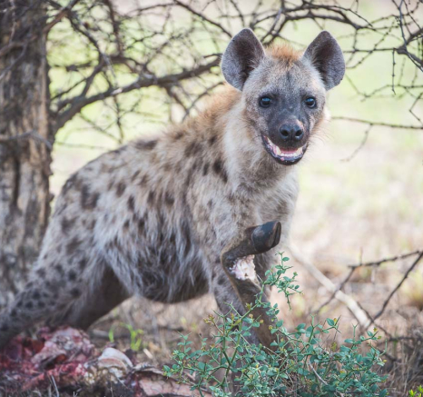 06Terry Ennever Ww Hyenas7 06Terry Ennever Ww Hyenas7