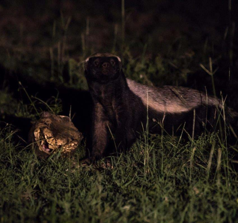28Mike L Honey Badger  28Mike L Honey Badger