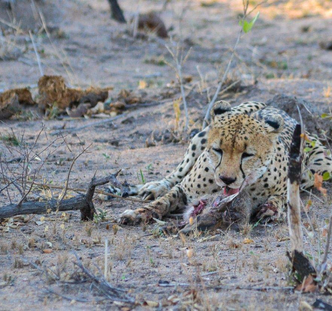 35Kevan Dobbie Cheetah Kill 2 35Kevan Dobbie Cheetah Kill 2
