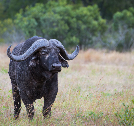 Buffalo Pravir Buffalo Pravir