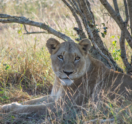 SP Lionesses 4 SP Lionesses 4