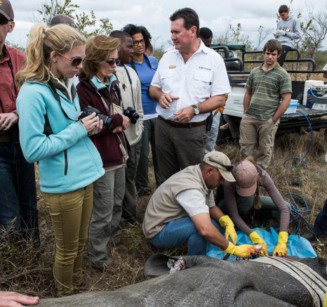 Rhino Horn Treatment 6 Rhino Horn Treatment 6