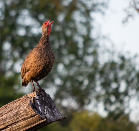 Swainsons Spurfowl Swainsons Spurfowl