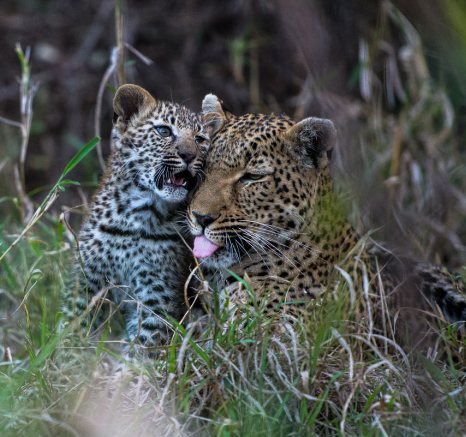 Warthog Wallow And Cub 10 Warthog Wallow And Cub 10