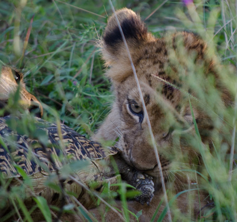 SP Cubs On Tortoise 3 SP Cubs On Tortoise 3
