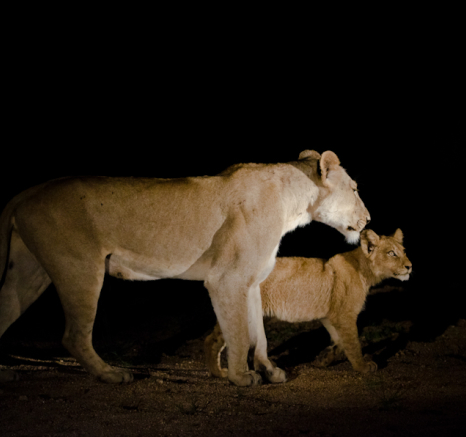 Southern Pride 4 Southern Pride 4