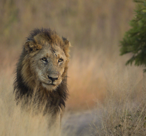 Lions 4 Lions 4