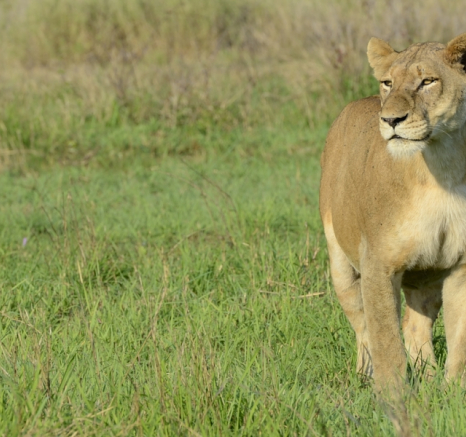 Southern Pride Female 3 Southern Pride Female 3