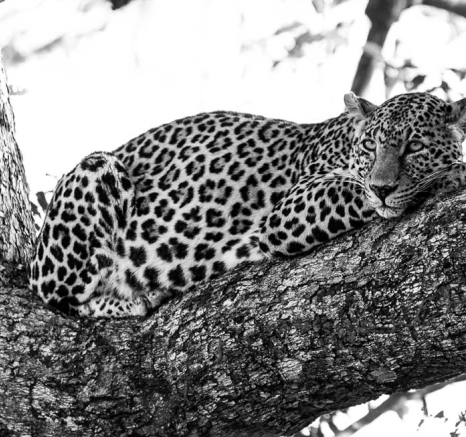 Nottins 03 Nottins 03