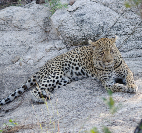 White Dam Female Steve White Dam Female Steve