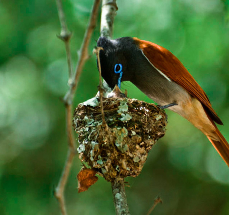 Paradise Flycatcher 7 Paradise Flycatcher 7