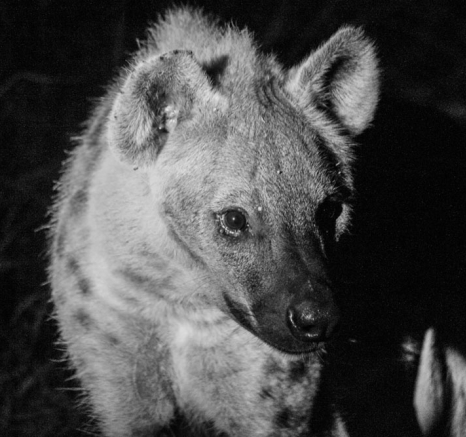 BW Hyena BW Hyena