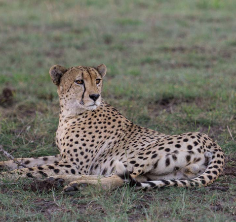 Kosie Cheetah Blog 2 Kosie Cheetah Blog 2