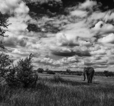 Elephant Bull Vivovo Pan Elephant Bull Vivovo Pan
