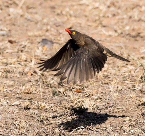 31Sheldon Hooper Oxpecker In Flight 31Sheldon Hooper Oxpecker In Flight