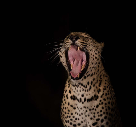 13Pravir Patel Maxabeni 01 13Pravir Patel Maxabeni 01