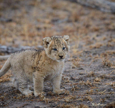 09Mike Palmer Floppy Ear Cubs 260716 9 09Mike Palmer Floppy Ear Cubs 260716 9