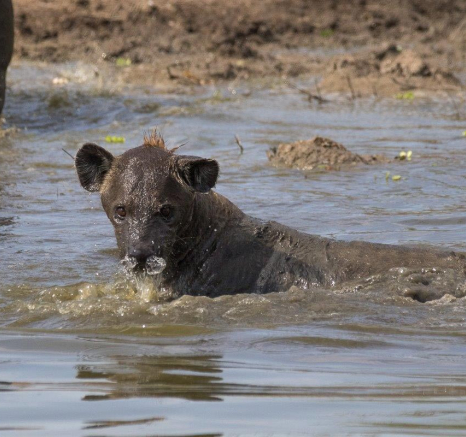 27Franscois Rosslee Hyenas2 27Franscois Rosslee Hyenas2