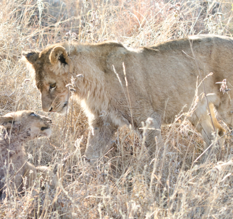 Southern Pride 11 Southern Pride 11