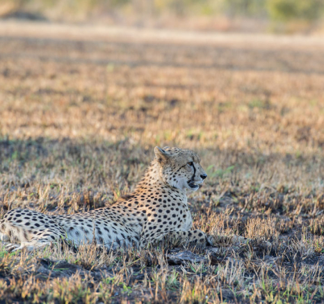 Cheetah Male Cheetah Male