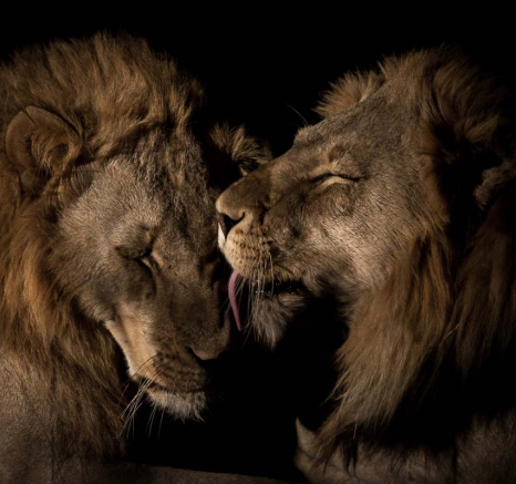 06Pravir Patel Charlestons 01 06Pravir Patel Charlestons 01