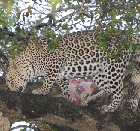 Leopard In Tree At Sabi Sabi With Kill Leopard In Tree At Sabi Sabi With Kill