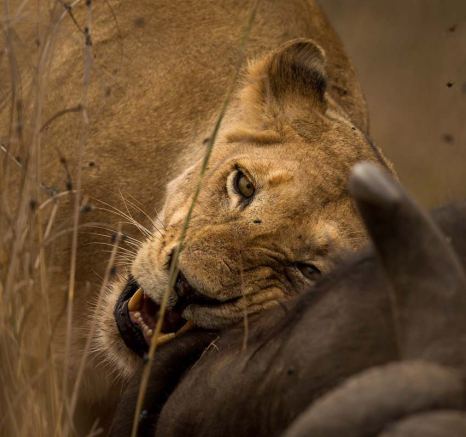 04Pravir Patel Lion01 021015 04Pravir Patel Lion01 021015