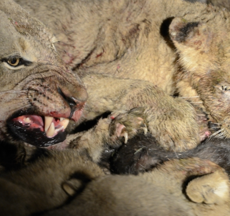 Southern Pride Eating Buffalo 3 Southern Pride Eating Buffalo 3